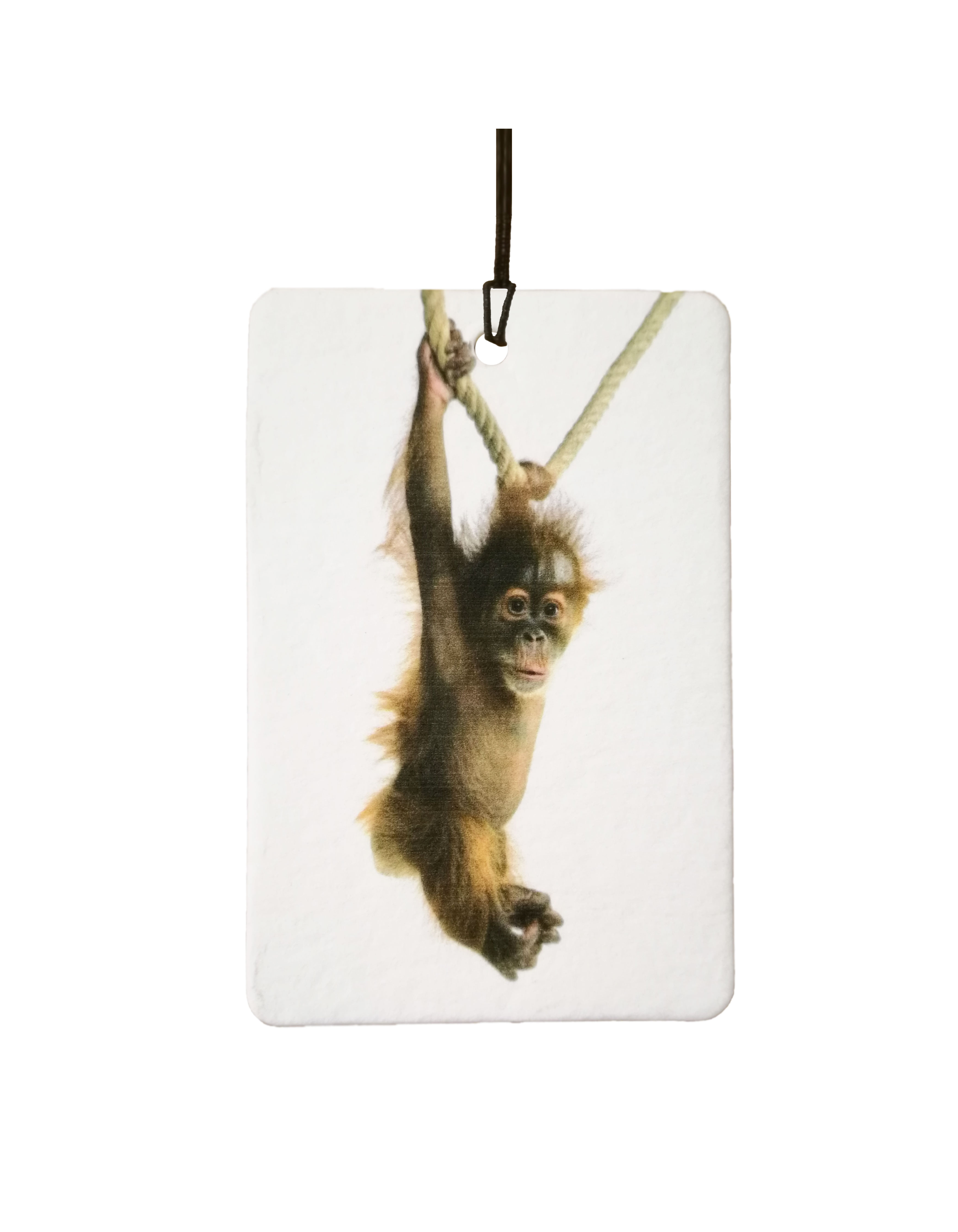 Swinging Baby Orangutan