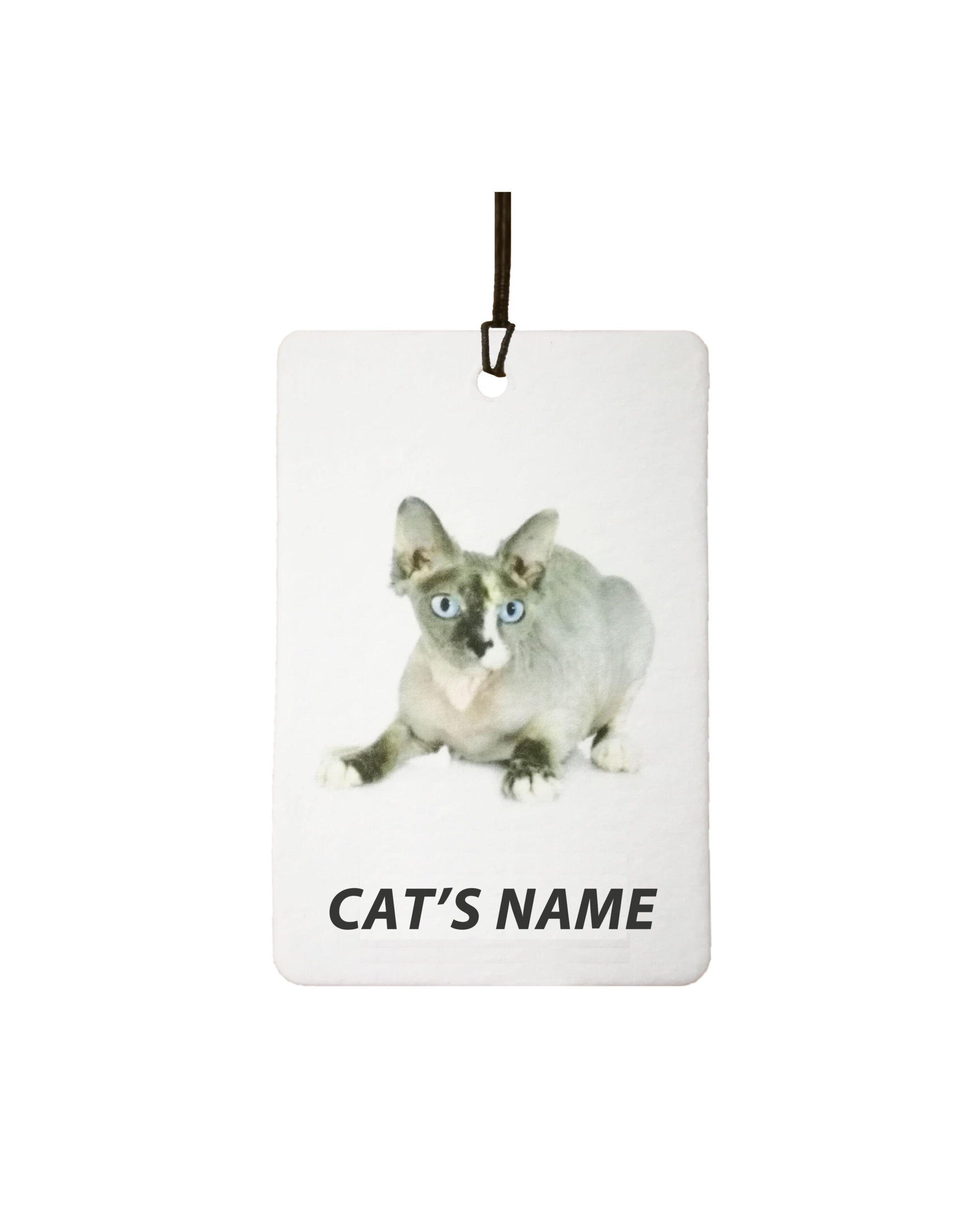 Personalised Cat's Name Sphynx
