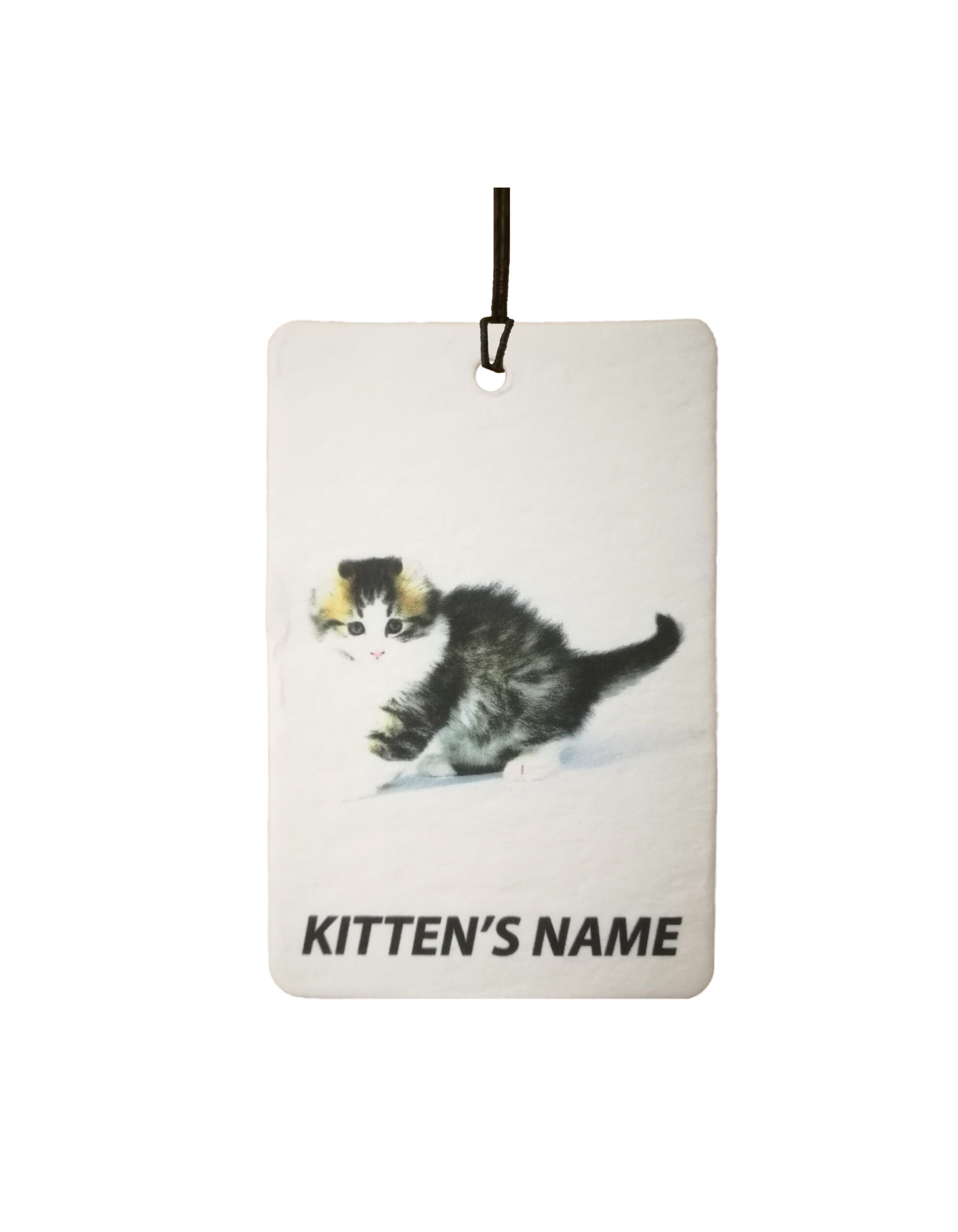 Personalised American Curl Kitten