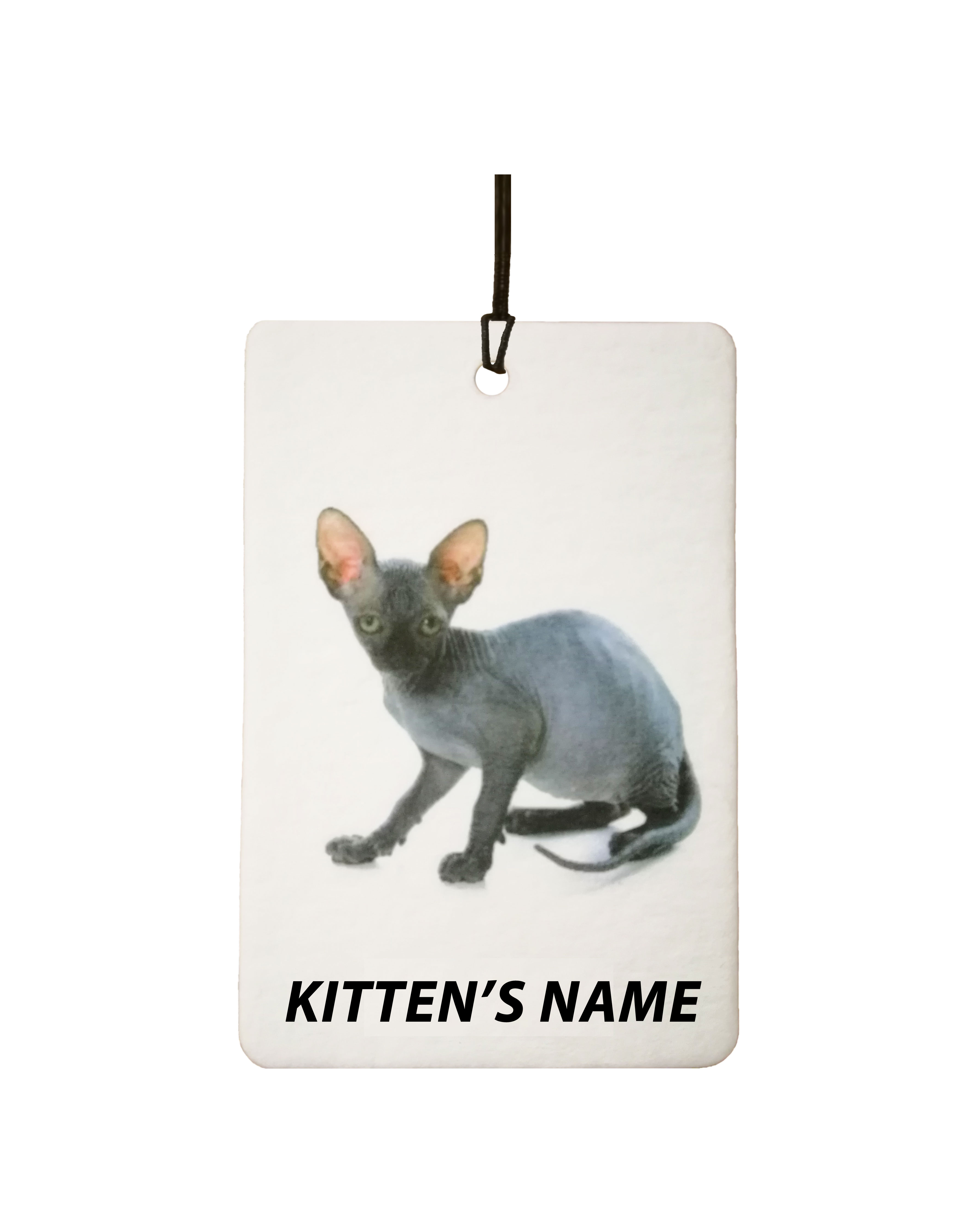 Personalised Sphynx Kitten
