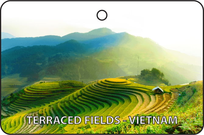 Terraced Fields - Vietnam
