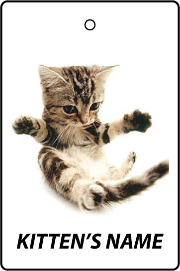 Personalised American Shorthair Kitten