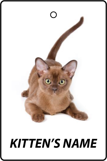 Personalised Burmese Kitten
