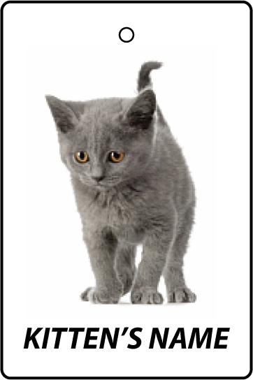 Personalised Chartreux Kitten