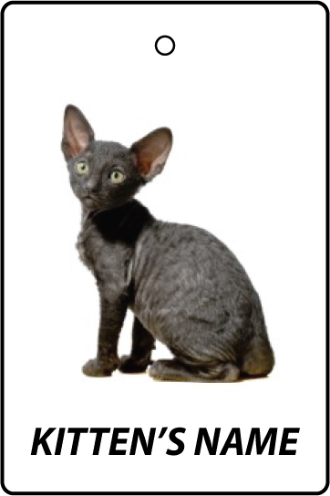 Personalised Cornish Rex Kitten