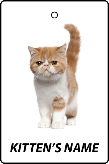 Personalised Exotic Shorthair Kitten