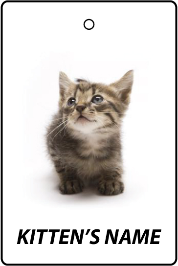 Personalised Munchkin Kitten