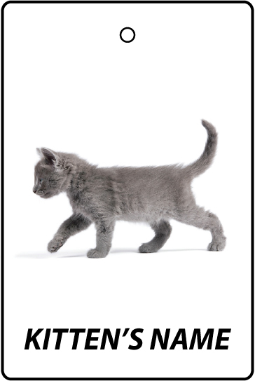 Personalised Nebelung Kitten