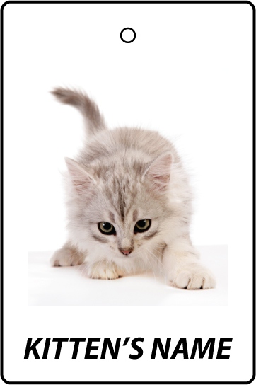 Personalised Siberian Kitten