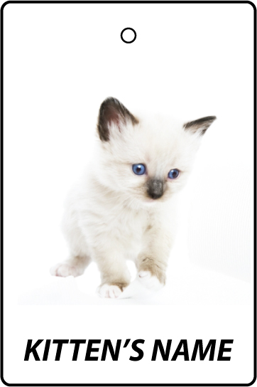 Personalised Snowshoe Kitten