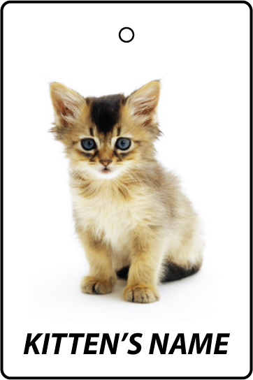 Personalised Somali Kitten